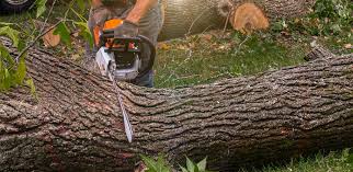 Best Firewood Processing and Delivery  in Tuscarawas, OH