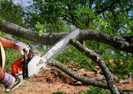 How Our Tree Care Process Works  in  Tuscarawas, OH