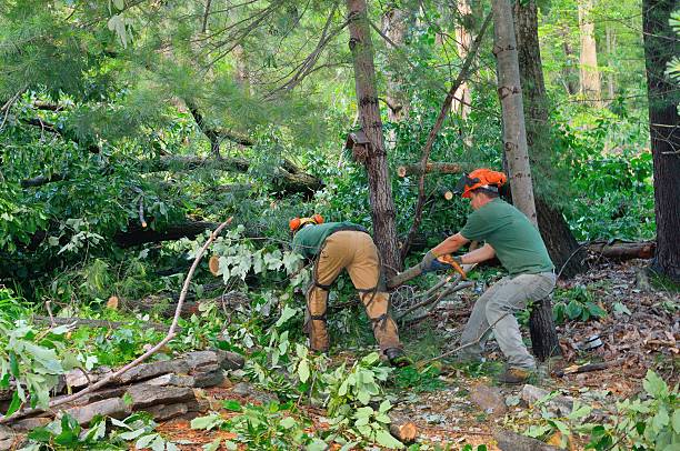 Best Tree Removal  in Tuscarawas, OH