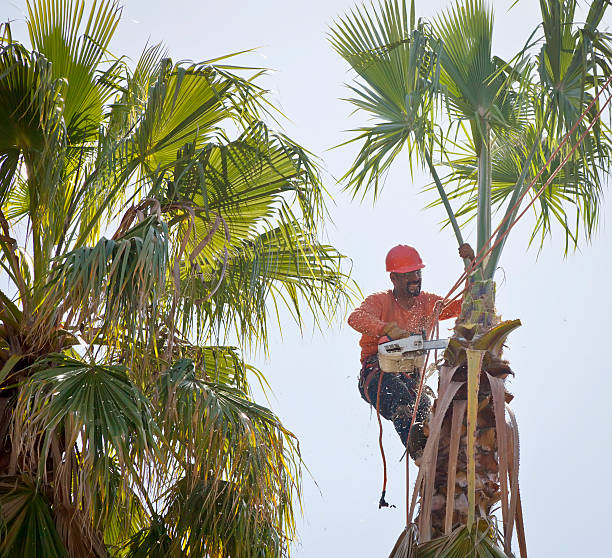 Tuscarawas, OH Tree Care Services Company